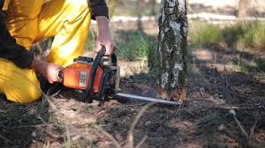 Best Root Management and Removal  in Spring Valley Village, TX