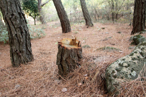Best Tree Maintenance Programs  in Spring Valley Village, TX