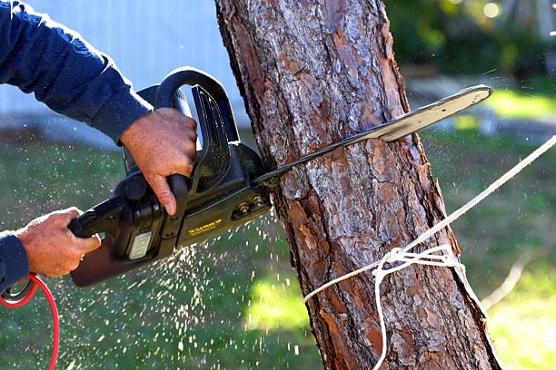 Best Utility Line Clearance  in Spring Valley Village, TX