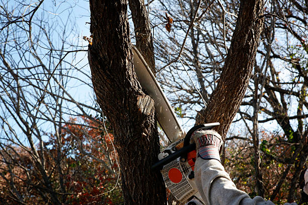 How Our Tree Care Process Works  in  Spring Valley Village, TX