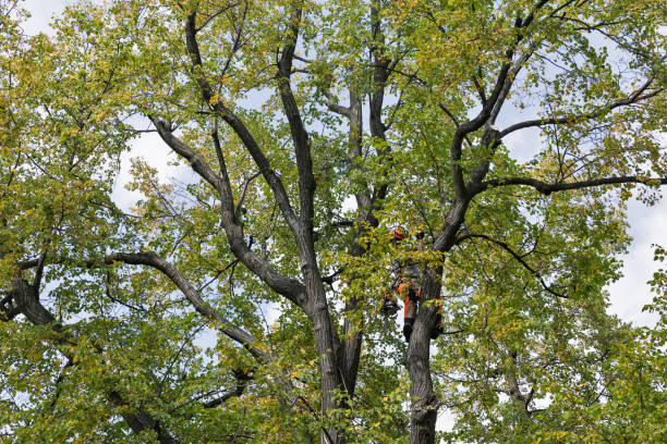 Best Tree Preservation Services  in Spring Valley Village, TX